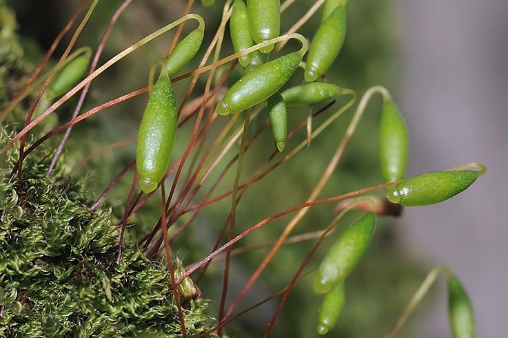 bryum capillare ???